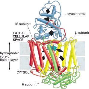 lipidowej przenoszone przez flipazy glikoforyna (N-koniec do środowiska) receptor