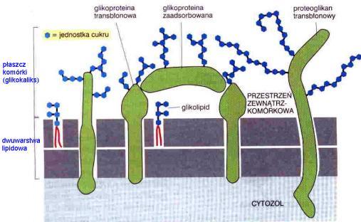 Glikokaliks w komórkach zwierzęcych Glikokaliks