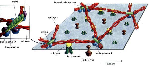 proteoglikany glikolipidy rozpoznawanie się komórek;