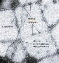 cytoszkieletu) Kora komórki Skaningowa mikrografia