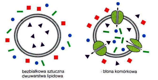 Błony plazmatyczne selektywna przepuszczalność Dwuwarstwa lipidowa - przepuszczalność szybka dyfuzja: O 2, CO 2, N 2, benzen Cząsteczki <