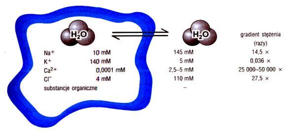 (elektroneutralność) równowaga ciśnień osmotycznych między wnętrzem komórki a środowiskiem Zapobieganie pęcznieniu osmotycznemu w komórkach