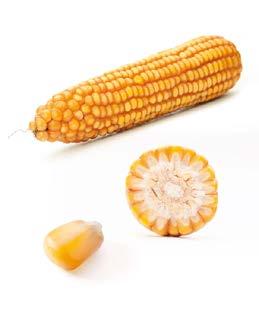 RICARDINIO FAO 230-240 Rekordowo plonująca na suche i zdrowe ziarno Typ odmiany: SC (dwuliniowa) Typ ziarna: SF/SD flint-dent (pośredni) W uprawie na ziarno: rekordowo plonująca średniowczesna