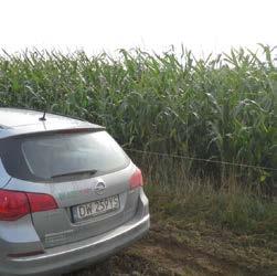 której umieszczone są dużej wielkości ziarniaki (bardzo wysoka liczba MTZ) bardzo wysoka odporność na choroby i szkodniki (głownia kukurydzy, fuzarioza