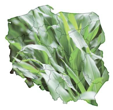 w kolbach [%] 102 Plon CCM 102% wzorca Plon suchej masy kolb [%] Plon świeżej masy kolb [%] 103 106 Stanowiska średnie - lepsze Plon