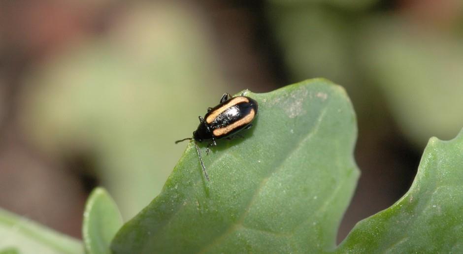 Pchełki ziemne (Phyllotreta sp.).