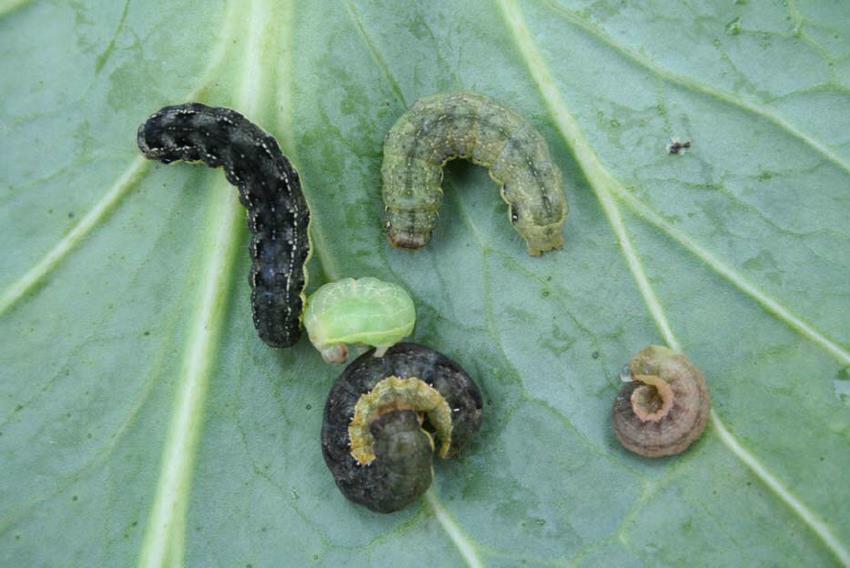 Piętnówka kapustnica (Mamestra brassicae L.).
