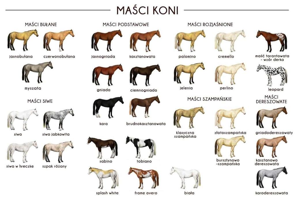 KOLOR KONIA czyli MAŚĆ Oglądając albumy i encyklopedie zauważyliśmy, że konie mają różne kolory i wzorki na sierści. Pani Isia wyjaśniła nam, że to są różne maści.