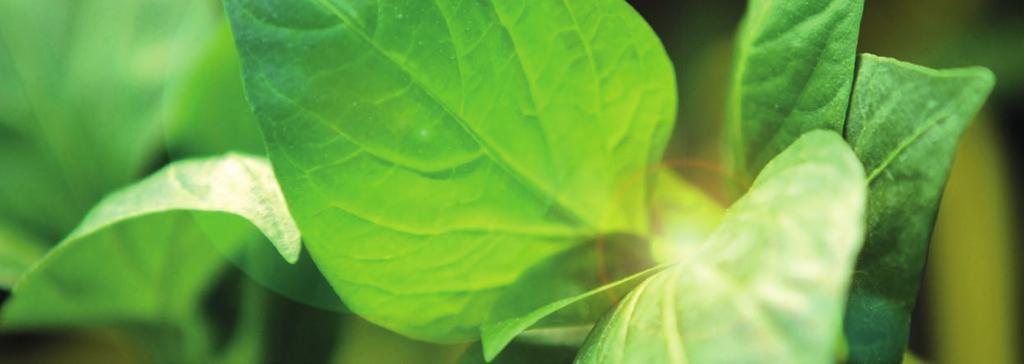 UPRAWY EKOLOGICZNE Bio substraty do produkcji warzyw i ziół Bio Potgrond Bio Tray Substrate Bio Herb