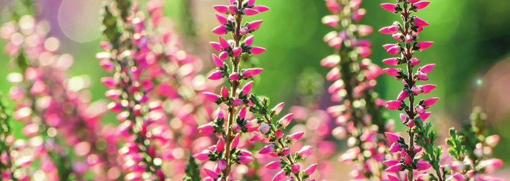 ROSLINY KWASOLUBNE Stabilna struktura i optymalny drenaż Do wszystkich metod uprawy Substrat TS 4 Ericaceous plants TS 4 Ericaceous Plants + GreenFibre TS 5 Ericaceous plants Lithuanian Peat Moss