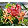 Dane aktualne na dzień: 15-09-2019 11:40 Link do produktu: http://www.goldplants.eu/pnacza-wiciokrzew-heckrotta-american-beauty-lonicera-heckrottii-americanbeauty-p55-c-p-1529.