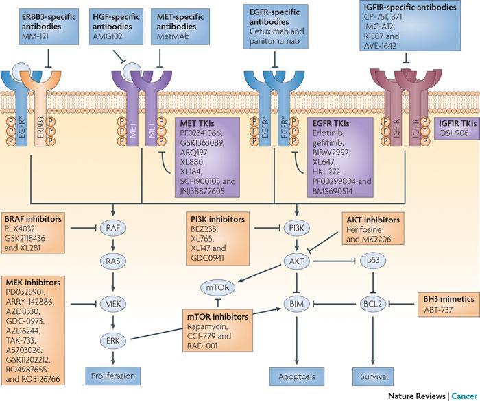 Pao W. et al.