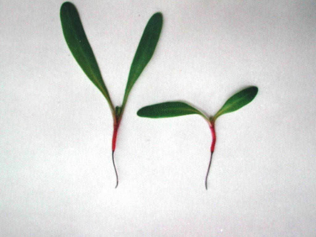 podliścieniowa rośliny (fot. J.