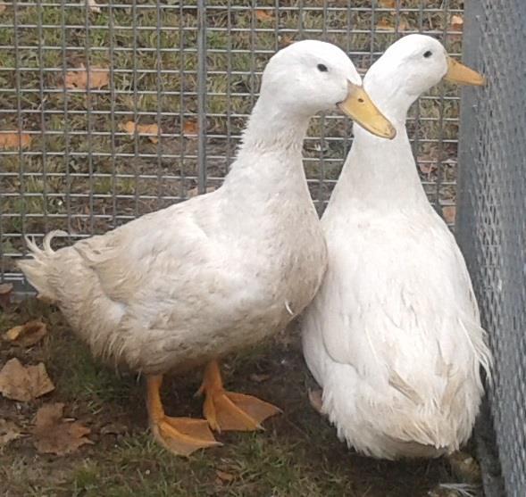 Fot. 2 Kaczki pekin francuski P-9 Kaczki pekin angielski (LsA) Posiadają upierzenie białe, nogi barwy pomarańczowo - żółtej, a dziób żółty lub blado różowy z przebarwieniem dziobowym.