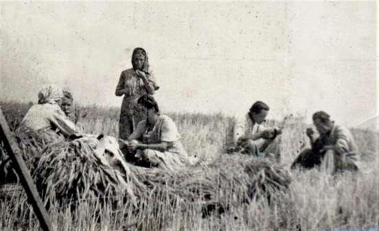 Halickiego. Zdjęcie 17 Rok 1965. Obiad podczas żniw.