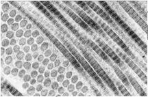 fibryle 280 nm 67 nm Tworzenie włókien kolagenowych Etapy wewnątrzkomórkowe: 1.