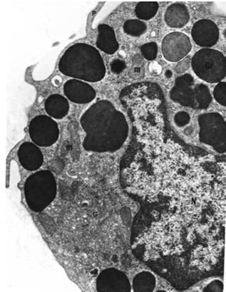 siateczka szorstka aparat Golgiego egzocytoza konstytutywna Pochodzenie: limfocyty B