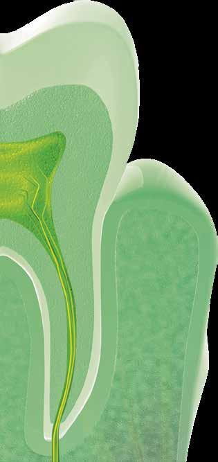 ENDODONCJA INNOWACYJNOŚĆ I DOKŁADNOŚĆ CanalPro Apex Locator Dokładność pomiaru Przyjazny dla użytkownika, intuicyjny interfejs Funkcja wirtualny wierzchołek Zintegrowany autotest do szybkiej kontroli