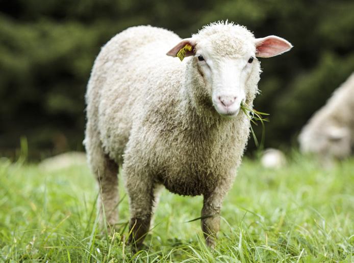 Wełna Fjällräven Merino, Brattland, z recyklingu i z odzysku wełna wykorzystywana przez Fjällräven stosowanie wełny to dla Fjällräven nic nowego.