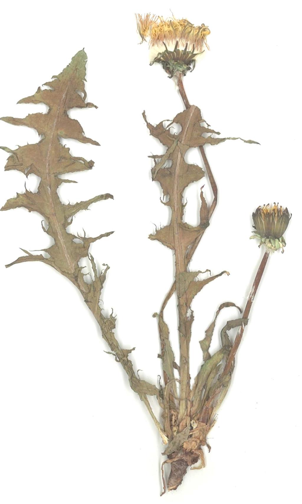 128 Zygmunt-G³owacki 128 Ryc. 4./ Fig. 4. Taraxacum croceiflorum Dahlst.