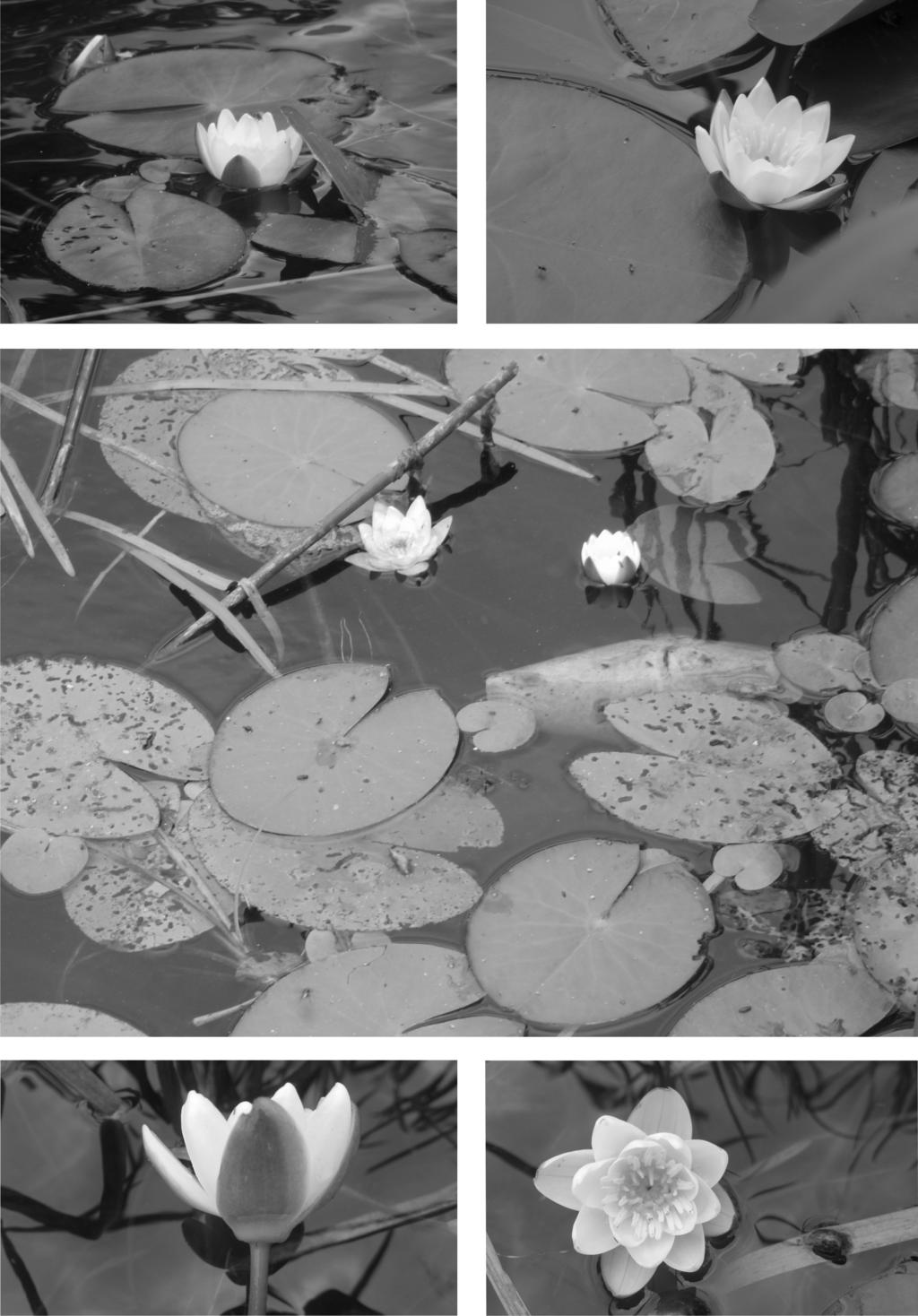230 Fragm. Florist. Geobot. Polon. 25(2), 2018 Ryc. 3. Nymphaea candida (fot. M.