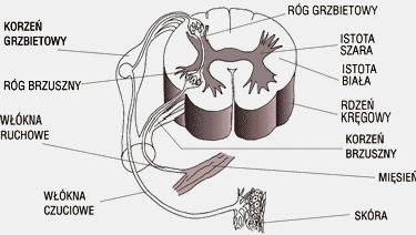 Prosty łuk odruchowy to droga jaką przebywa impuls nerwowy od receptora do efektora. Stanowi strukturalny (anatomiczny) element reakcji odruchowej.