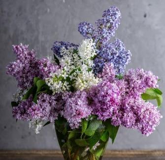 perfumiarza, Ernesta Beaux.