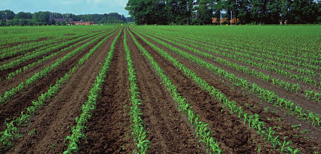 Selektywność Tolerancja kukurydzy na substancję topramezon opiera się na niższej wrażliwości enzymatycznej kukurydzy na herbicyd w połączeniu z niskim wskaźnikiem translokacji i bardzo szybkim