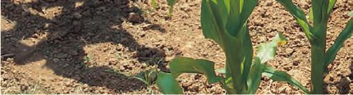 kiełkowania nasion, odporności na suszę i choroby, - zwiększeniu przepuszczalności błon