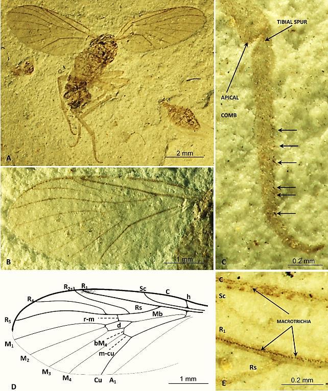 10 RYCINA 4. Cretolbia burmitica KANIA i in., 2019. A.-B. człony biczyka; C, D. Sylvicola (S.