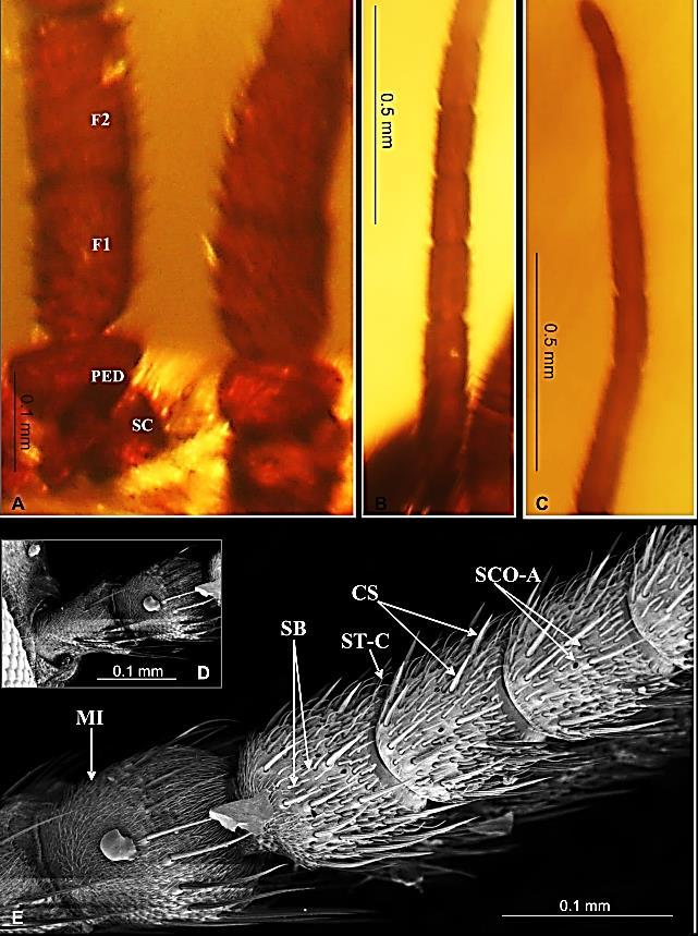 CS chaetic sensilla; F1-F3 człony biczyka; PED pedicellus; SB sensilla basiconica; SC scapus; SCO- A sensilla