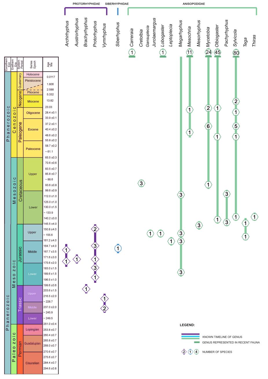 12 U przedstawiciela Siberhyphidae występują jedynie dwie żyłki radialne (RYC. 8). Najstarsze Protorhyphidae znane są z triasu.
