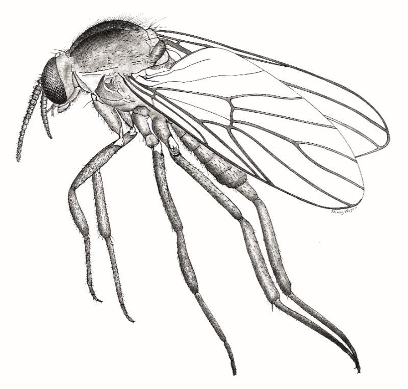 2 1. WSTĘP Muchówki zgrupowane w nadrodzinie Anisopodoidea KNAB, 1912 (Diptera: Nematocera) to współcześnie kosmopolityczna, lecz stosunkowo nieliczna grupa owadów o niewielkich rozmiarach.
