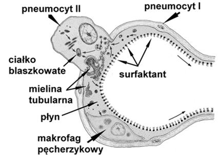 pęcherzyków płucnych Surfaktant monowarstwa fosfolipidów białka