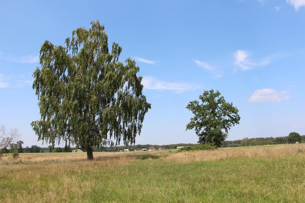 Obszar silnie zagrożony przez utratę widoku w wyniku zarastania,