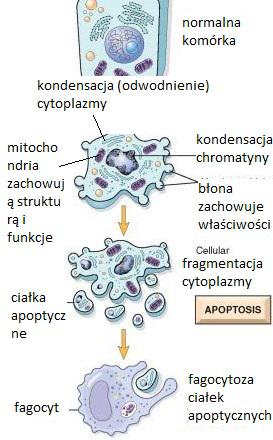 73 mitochondria zachowują strukturę i funkcje ciałka apoptyczne kondensacja (odwodnienie) cytoplazmy normalna komórka kondensacja chromatyny błona zachowuje właściwości fragment cytoplazmy Tekst nr 3