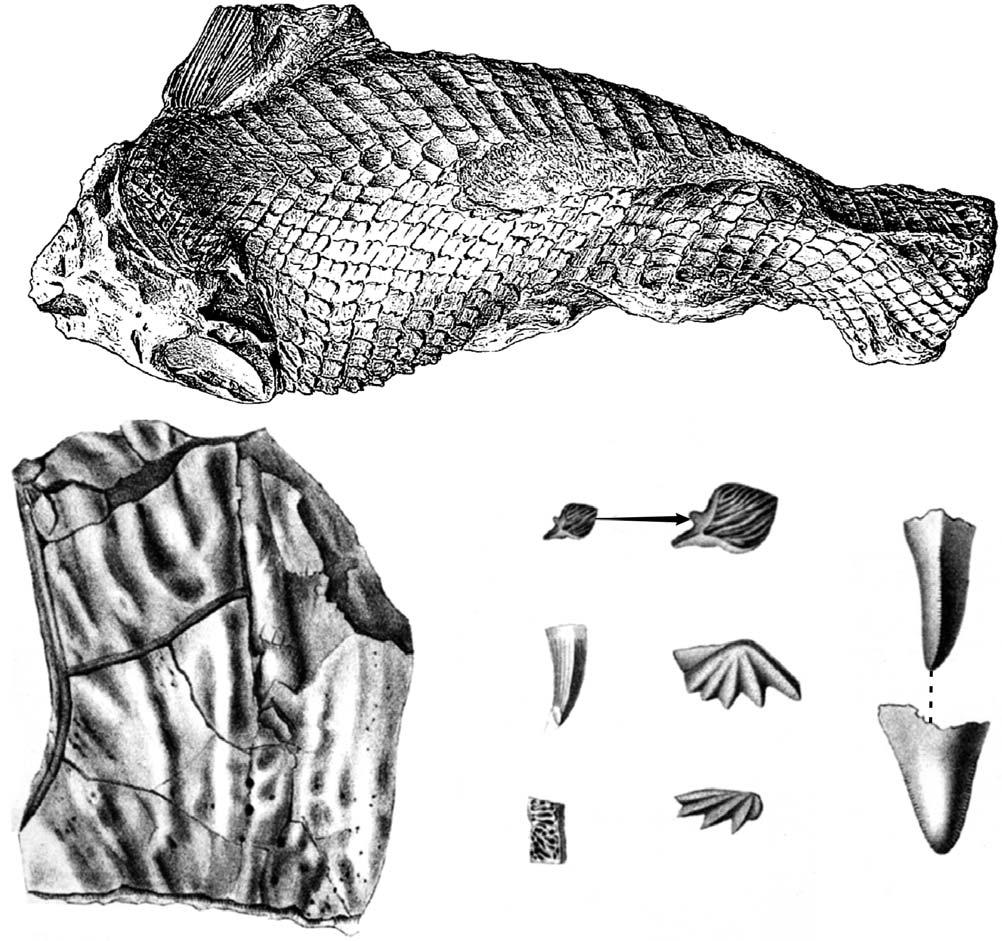Ryc. 5.
