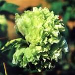 Lv xiang qiu Kulista forma kwiatu 18x10 cm kolor