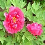 hong bao shi Forma róży, kwiaty 16x5 cm,
