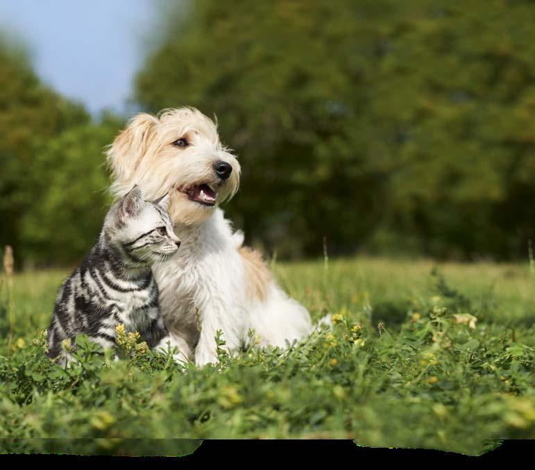 DOG 2018 w kategorii Najlepszy sklep stacjonarny.