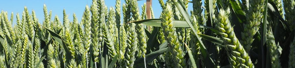 Zalety: Najplenniejsza pszenica ozima jakościowa w Niemczech, Korzystny profil zdrowotnościowy (Mączniak "8", Rdza brunatna "8"), Elastyczna i małowymagająca w uprawie, Wysoka wartość technologiczna