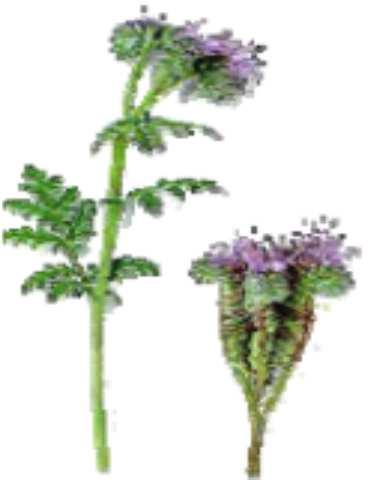 20 Phacelia Phacelia Phacélie Phacelia tanacetifolia Szerokość robocza 3,0 m 6,0 m 10,0 m Prędkość obrotowa 2 3 4 9 9 Prędkość