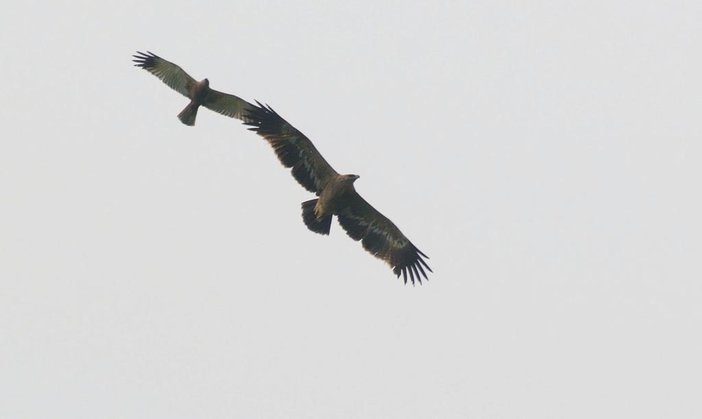 Fot. 5. Drugi dla Śląska orzeł stepowy Aquila nipalensis stwierdzony ponownie po 33 latach, Sarnów, woj.