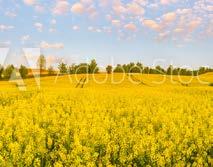 jeden regulator do skracania zbóż i rzepaku Informacje o substancji czynnej Chlorek mepikwatu jest substancją z grupy regulatorów wzrostu i rozwoju roślin należącą do grupy piperydyn.