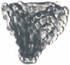 TABLICA I