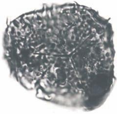 Biul.