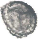 Inst.