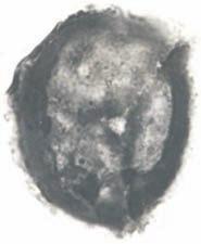 TABLICA