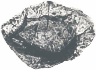 Geol. 454