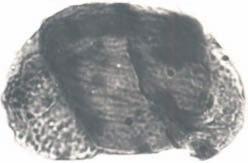 TABLICA V